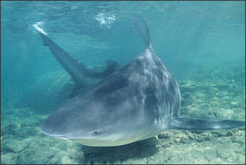20120518-bull shark i_-_Carcharhinus leucas.jpg